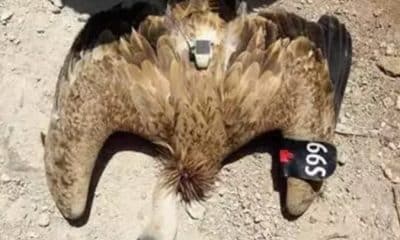 السنونو والصقر.. تفاصيل مزاعم التجسس الإسرائيلية على تركيا عبر الحيوانات