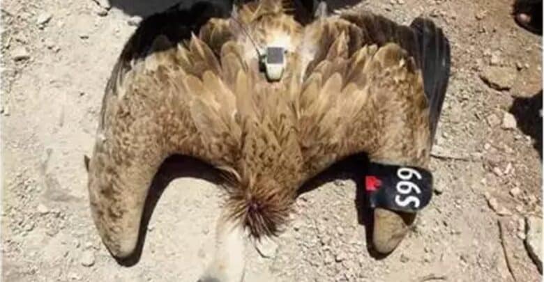 السنونو والصقر.. تفاصيل مزاعم التجسس الإسرائيلية على تركيا عبر الحيوانات