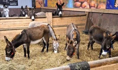 جدل في ألمانيا بعد السماح بدخول حمير من غزة مقابل رفض استقبال طفل فلسطيني