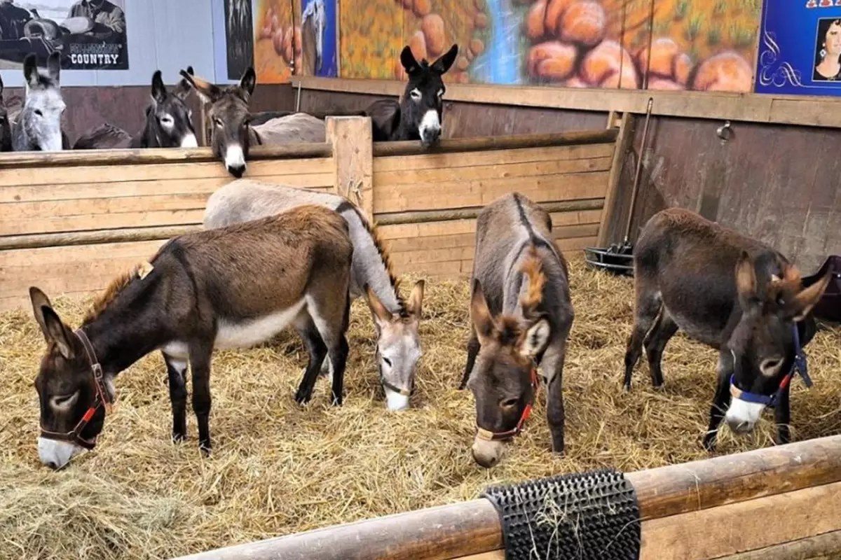 جدل في ألمانيا بعد السماح بدخول حمير من غزة مقابل رفض استقبال طفل فلسطيني