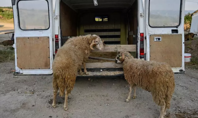 في مشهد هوليوودي… سرقة 3 أغنام من شاحنة متحركة في ديار بكر التركية