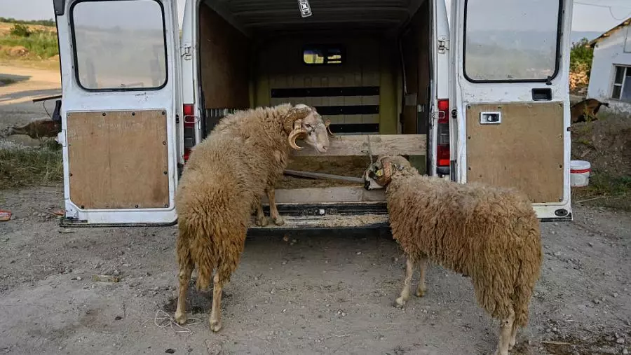 في مشهد هوليوودي… سرقة 3 أغنام من شاحنة متحركة في ديار بكر التركية