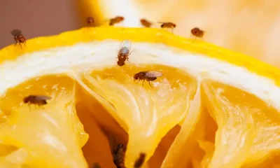 بلا مواد كيميائية.. أسهل طريقة لإبعاد الذباب