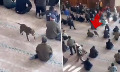كلب من نوع "بيتبول" يقتحم مسجدا تركيا ويثير هلع المصلين (فيديو)