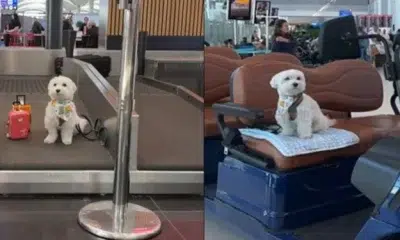 الكلب “توفو” الأكثر سفراً في العالم يتوقف بمطار إسطنبول