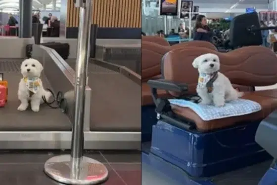 الكلب “توفو” الأكثر سفراً في العالم يتوقف بمطار إسطنبول