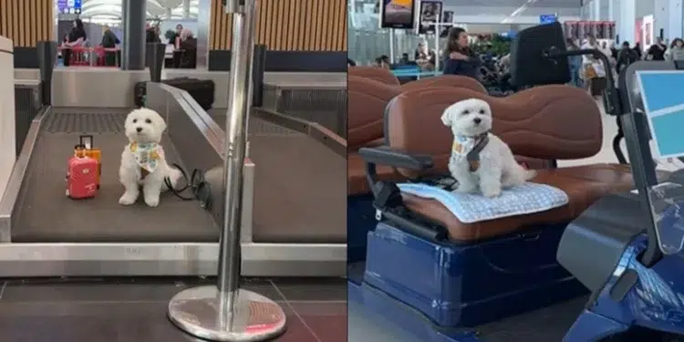 الكلب “توفو” الأكثر سفراً في العالم يتوقف بمطار إسطنبول