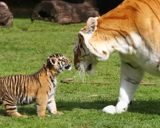 لماذا تلتهم بعض الحيوانات صغارها؟.. إليك تفسير العلماء