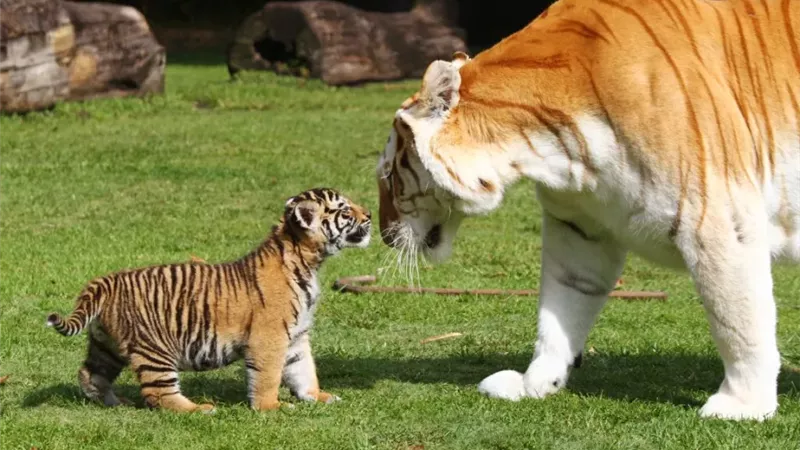 لماذا تلتهم بعض الحيوانات صغارها؟.. إليك تفسير العلماء