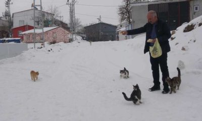 من أجل الحيوانات.. مختار تركي يبقى وحيدًا في قريته وسط الثلوج (فيديو)