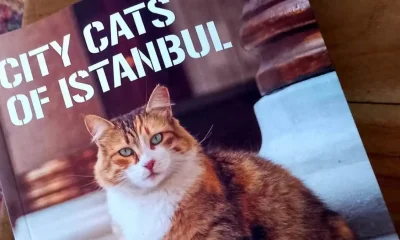 شهرة قطط إسطنبول تتجاوز الحدود.. كتاب يوثق حياتها اليومية (صور)