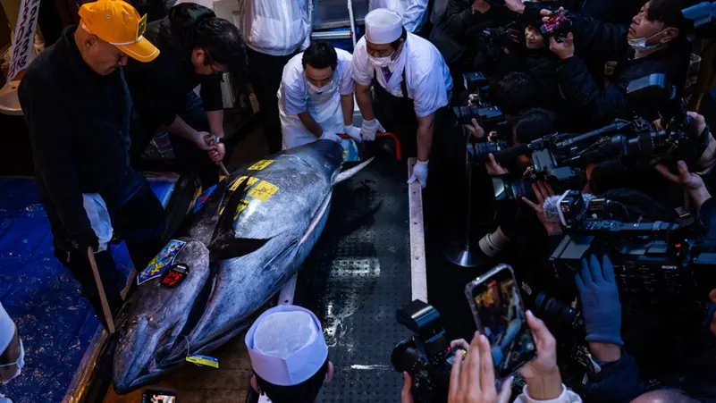 اليابان تفتتح 2026 بمزاد خيالي.. 3.2 مليون دولار ثمناً لسمكة تونة واحدة