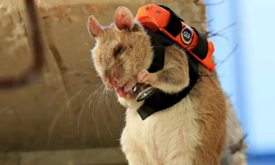 تركيا تعتمد فئرانًا مدربة بكاميرات للعثور على المحاصرين تحت الأنقاض