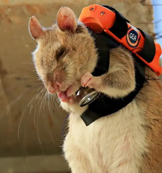 تركيا تعتمد فئرانًا مدربة بكاميرات للعثور على المحاصرين تحت الأنقاض