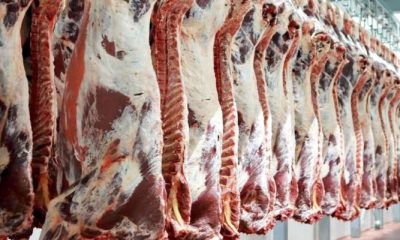 وزارة الدولة لشؤون الإغاثة توزع لحوم الأضاحي على أكثر من 16 ألف أسرة متضررة في قطاع غزة بالتعاون مع وزارة التنمية