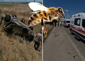 نحلة تتسبب بحادث مأساوي يودي بحياة شخص وإصابة آخرين