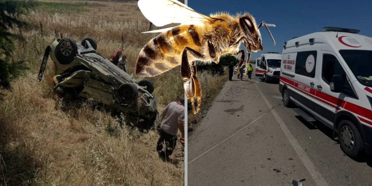 نحلة تتسبب بحادث مأساوي يودي بحياة شخص وإصابة آخرين