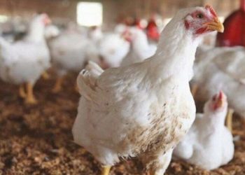 رابط التسجيل في منحة دعم مشاريع تربية الدواجن الجماعية بقطاع غزة 2026