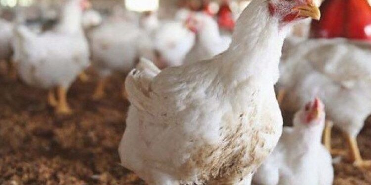 رابط التسجيل في منحة دعم مشاريع تربية الدواجن الجماعية بقطاع غزة 2026