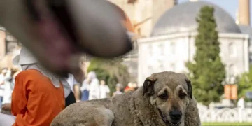 كاد يلقى حتفه.. كلاب ضالة تهاجم ناشطًا مدافعًا عنها في تركيا (فيديو)